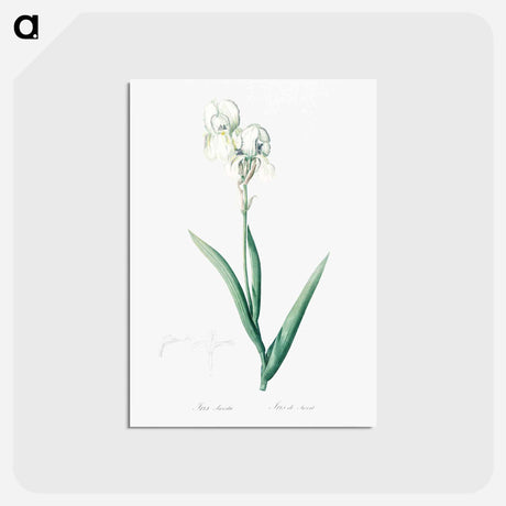 アートポストカード-Tall bearded iris illustration - ピエール ジョゼフ ルドゥーテ Postcard.