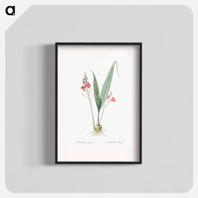アートポスター-Pine pink illustration - ピエール ジョゼフ ルドゥーテ Poster.