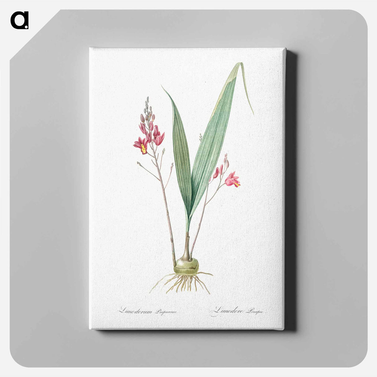 アートパネル-Pine pink illustration - ピエール ジョゼフ ルドゥーテ Canvas.