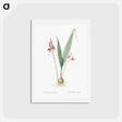 アートポストカード-Pine pink illustration - ピエール ジョゼフ ルドゥーテ Postcard.
