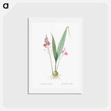 アートポストカード-Pine pink illustration - ピエール ジョゼフ ルドゥーテ Postcard.