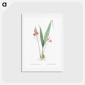 アートポストカード-Pine pink illustration - ピエール ジョゼフ ルドゥーテ Postcard.