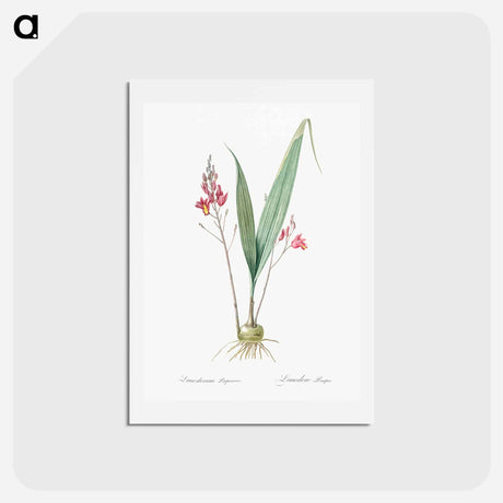 アートポストカード-Pine pink illustration - ピエール ジョゼフ ルドゥーテ Postcard.