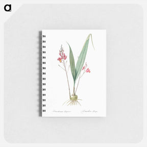 アートメモ帳-Pine pink illustration - ピエール ジョゼフ ルドゥーテ Memo.