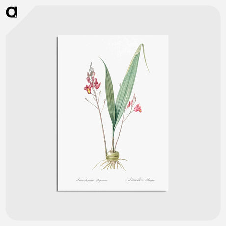 アートポストカード-Pine pink illustration - ピエール ジョゼフ ルドゥーテ Postcard.