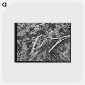 アートポストカード-Plowed Cornfield
 - ラッセル リー Postcard.