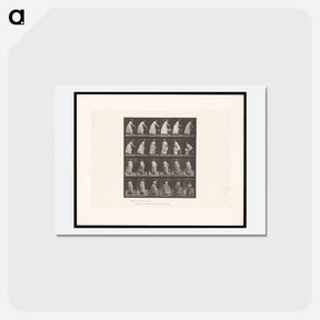 アートポストカード-Woman Moving a Chair
 - エドワード マイブリッジ Postcard.