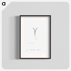 アートポスター-Sedum Villosum (Hairy Stonecro) - ピエール ジョゼフ ルドゥーテ Poster.