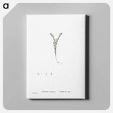 アートパネル-Sedum Villosum (Hairy Stonecro) - ピエール ジョゼフ ルドゥーテ Canvas.