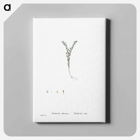 アートパネル-Sedum Villosum (Hairy Stonecro) - ピエール ジョゼフ ルドゥーテ Canvas.