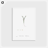 アートポストカード-Sedum Villosum (Hairy Stonecro) - ピエール ジョゼフ ルドゥーテ Postcard.