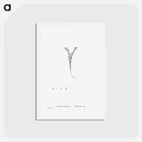 アートポストカード-Sedum Villosum (Hairy Stonecro) - ピエール ジョゼフ ルドゥーテ Postcard.