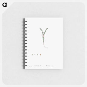 アートメモ帳-Sedum Villosum (Hairy Stonecro) - ピエール ジョゼフ ルドゥーテ Memo.
