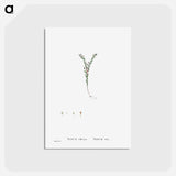 アートポストカード-Sedum Villosum (Hairy Stonecro) - ピエール ジョゼフ ルドゥーテ Postcard.