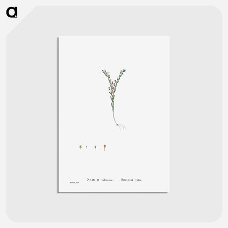 アートポストカード-Sedum Villosum (Hairy Stonecro) - ピエール ジョゼフ ルドゥーテ Postcard.