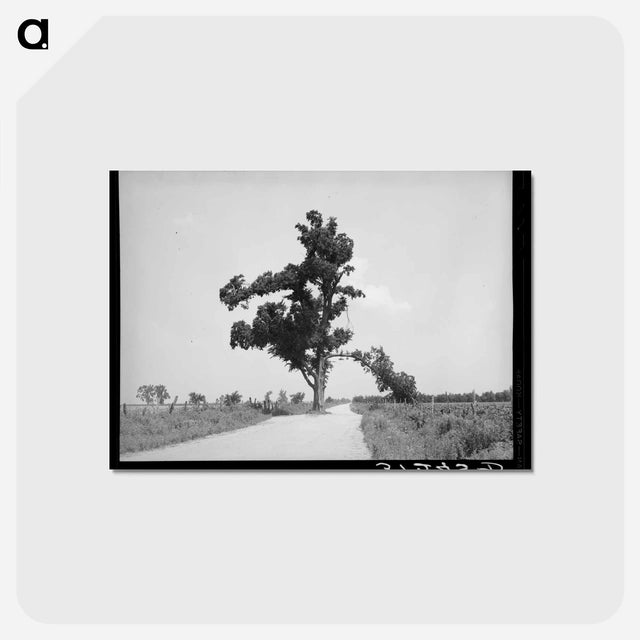 アートポストカード-The Hanging Tree
 - ラッセル リー Postcard.