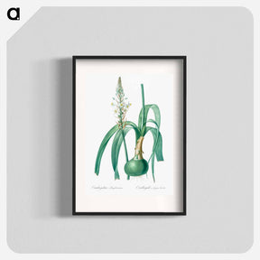 アートポスター-Pregnant onion illustration - ピエール ジョゼフ ルドゥーテ Poster.