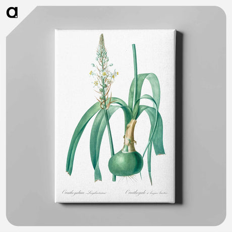 アートパネル-Pregnant onion illustration - ピエール ジョゼフ ルドゥーテ Canvas.