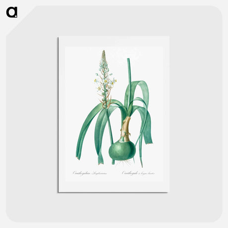 アートポストカード-Pregnant onion illustration - ピエール ジョゼフ ルドゥーテ Postcard.