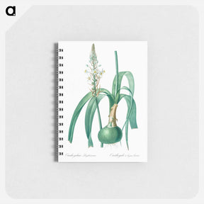 アートメモ帳-Pregnant onion illustration - ピエール ジョゼフ ルドゥーテ Memo.