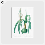 アートポストカード-Pregnant onion illustration - ピエール ジョゼフ ルドゥーテ Postcard.