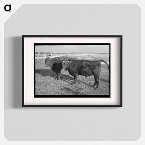 アートポスター-Shorthorn Cattle Herd
 - ラッセル リー Poster.