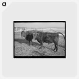 アートポストカード-Shorthorn Cattle Herd
 - ラッセル リー Postcard.