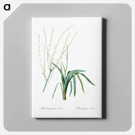 アートパネル-Phalangium elatum - ピエール ジョゼフ ルドゥーテ Canvas.