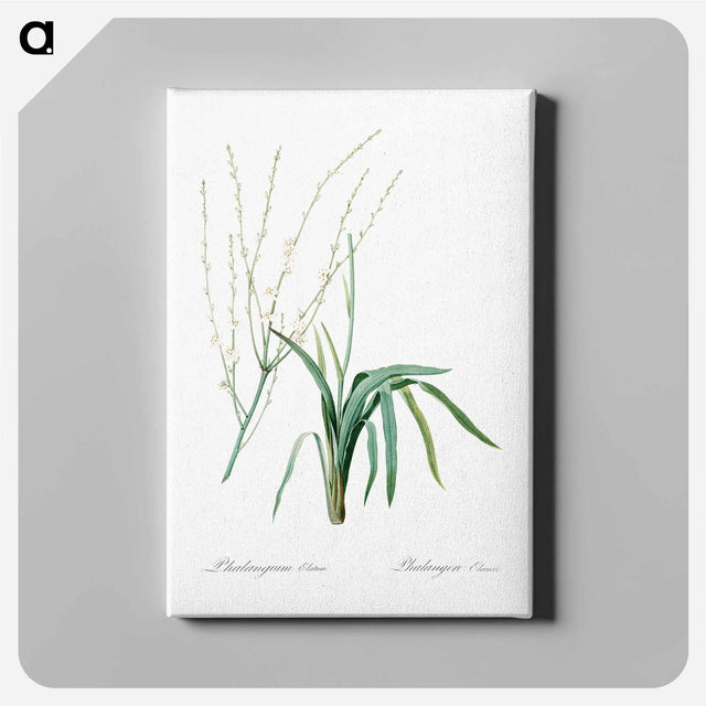 アートパネル-Phalangium elatum - ピエール ジョゼフ ルドゥーテ Canvas.