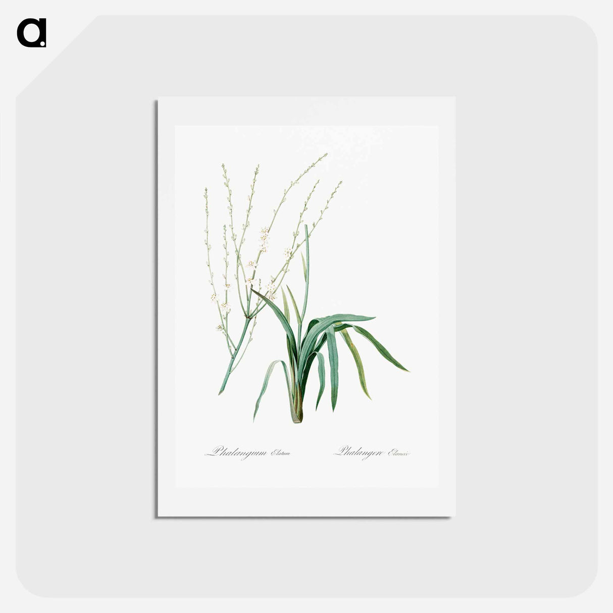 アートポストカード-Phalangium elatum - ピエール ジョゼフ ルドゥーテ Postcard.