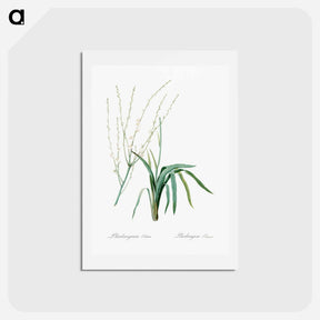 アートポストカード-Phalangium elatum - ピエール ジョゼフ ルドゥーテ Postcard.