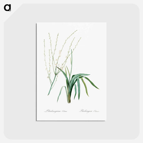アートポストカード-Phalangium elatum - ピエール ジョゼフ ルドゥーテ Postcard.