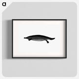 アートポスター-Duck-billed Platypus
 - 大英図書館 Poster.