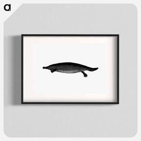 アートポスター-Duck-billed Platypus
 - 大英図書館 Poster.