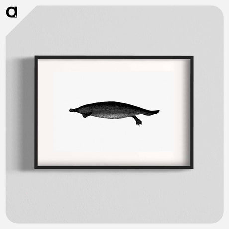 アートポスター-Duck-billed Platypus
 - 大英図書館 Poster.
