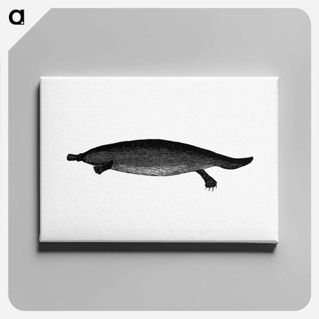 アートパネル-Duck-billed Platypus
 - 大英図書館 Canvas.