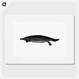 アートポスター-Duck-billed Platypus
 - 大英図書館 Poster.