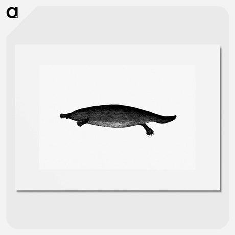 アートポスター-Duck-billed Platypus
 - 大英図書館 Poster.