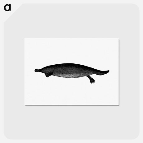アートポストカード-Duck-billed Platypus
 - 大英図書館 Postcard.