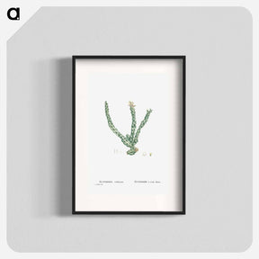 アートポスター-Euphorbia Tridentata (Spurge) - ピエール ジョゼフ ルドゥーテ Poster.