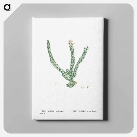 アートパネル-Euphorbia Tridentata (Spurge) - ピエール ジョゼフ ルドゥーテ Canvas.