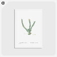 アートポストカード-Euphorbia Tridentata (Spurge) - ピエール ジョゼフ ルドゥーテ Postcard.