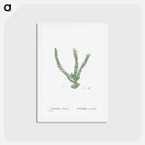 アートポストカード-Euphorbia Tridentata (Spurge) - ピエール ジョゼフ ルドゥーテ Postcard.