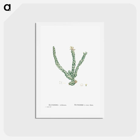 アートポストカード-Euphorbia Tridentata (Spurge) - ピエール ジョゼフ ルドゥーテ Postcard.