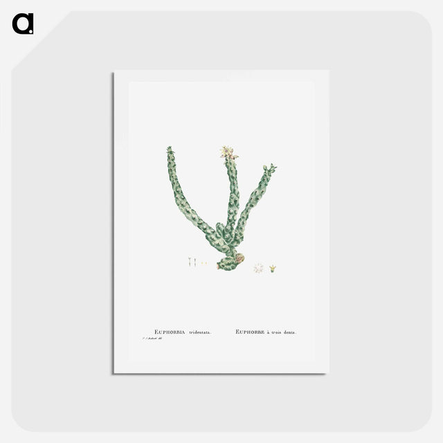 アートポストカード-Euphorbia Tridentata (Spurge) - ピエール ジョゼフ ルドゥーテ Postcard.