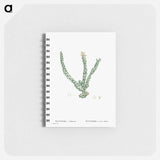 Euphorbia Tridentata (Spurge) - ピエール ジョゼフ ルドゥーテ Memo.