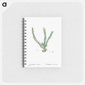 アートメモ帳-Euphorbia Tridentata (Spurge) - ピエール ジョゼフ ルドゥーテ Memo.