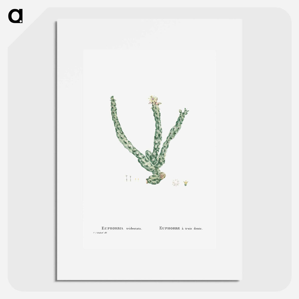 Euphorbia Tridentata (Spurge) - ピエール ジョゼフ ルドゥーテ Poster.