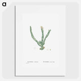 Euphorbia Tridentata (Spurge) - ピエール ジョゼフ ルドゥーテ Poster.