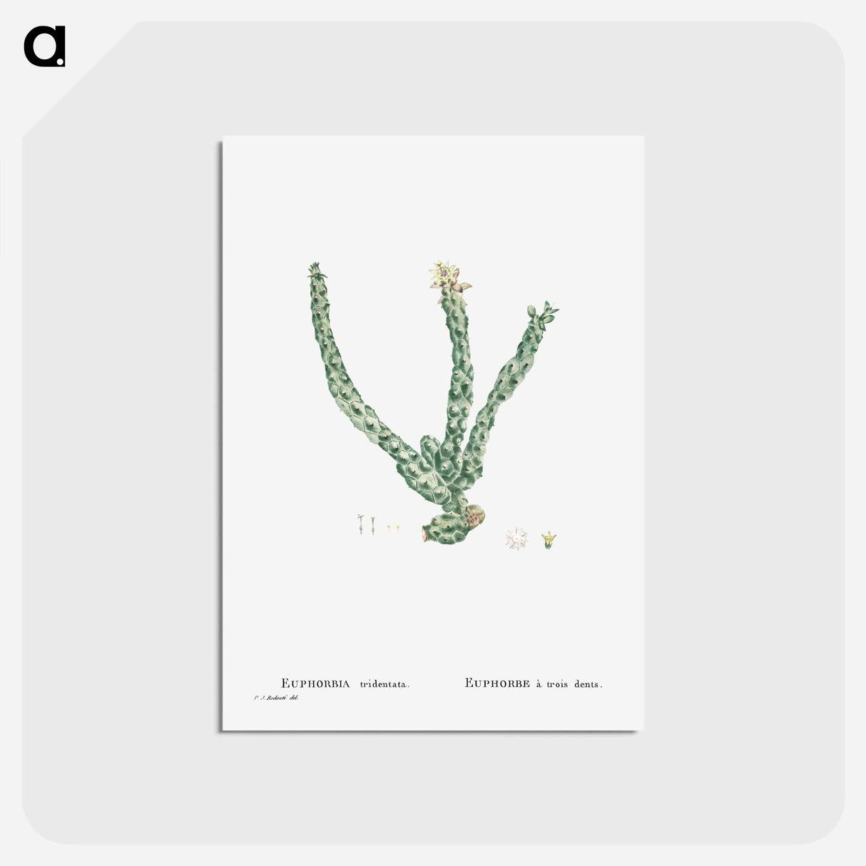 アートポストカード-Euphorbia Tridentata (Spurge) - ピエール ジョゼフ ルドゥーテ Postcard.